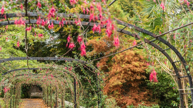 View along the Fuchsia Arch in the Walled Garden at Penrhyn Castle
